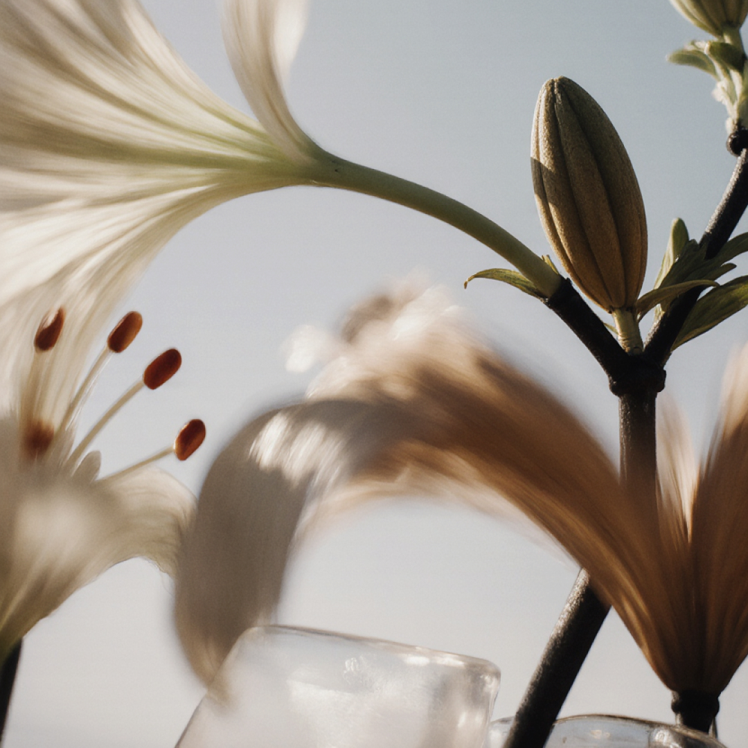 Kwiaty konwalii w naturalnym świetle – lekka nuta wkładu zapachowego Cote Blanche